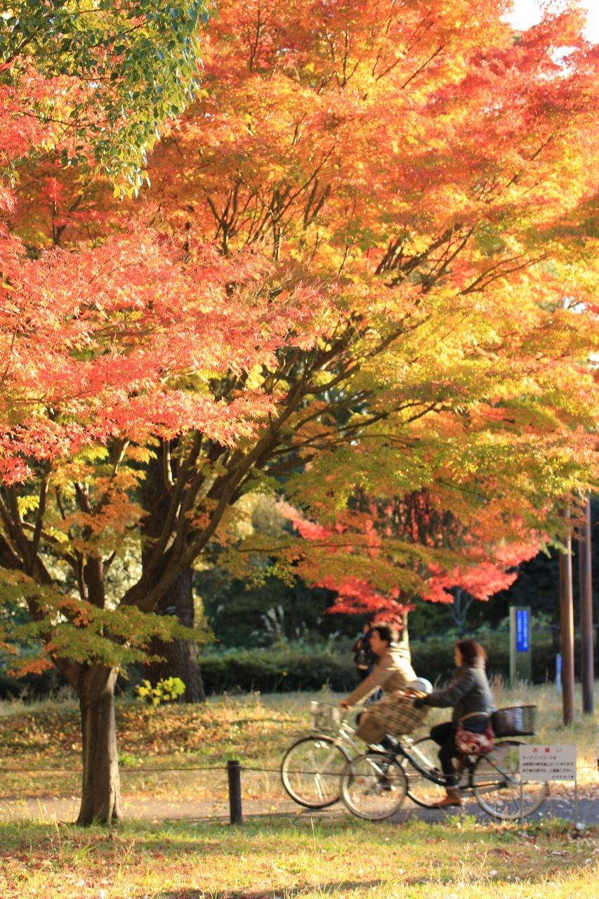 日本庭園