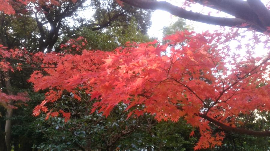 日本庭園