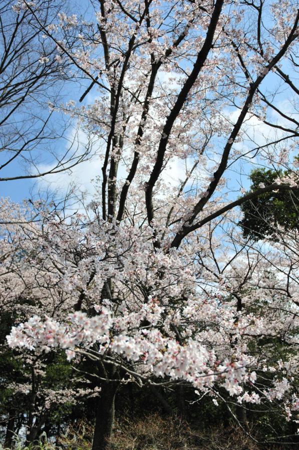 日本庭園