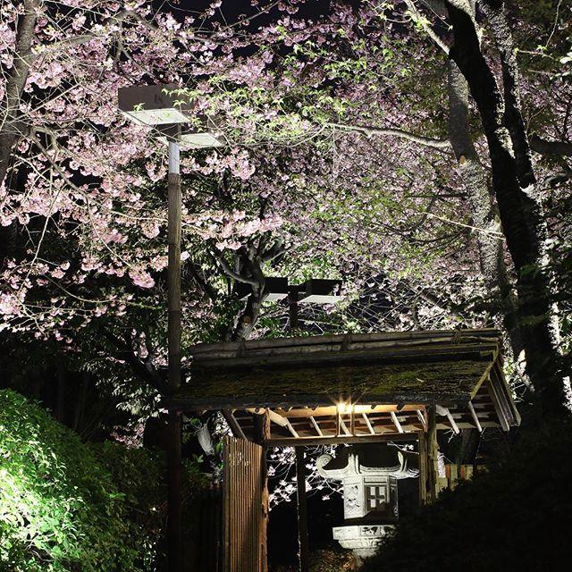 日本庭園