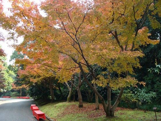 日本庭園