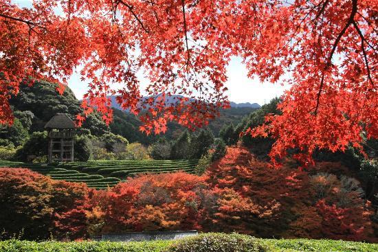 日本庭園