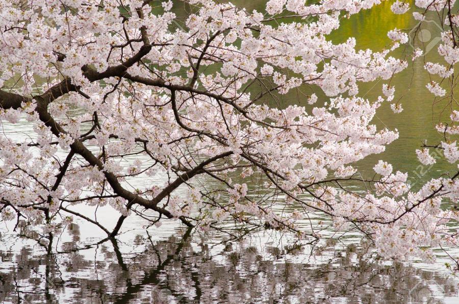 日本庭園