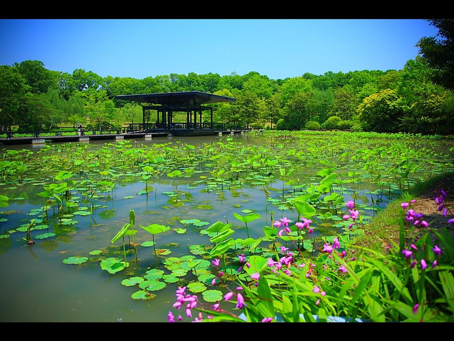 日本庭園