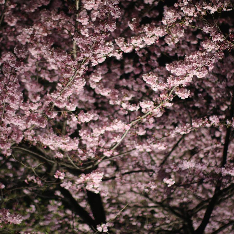 日本庭園