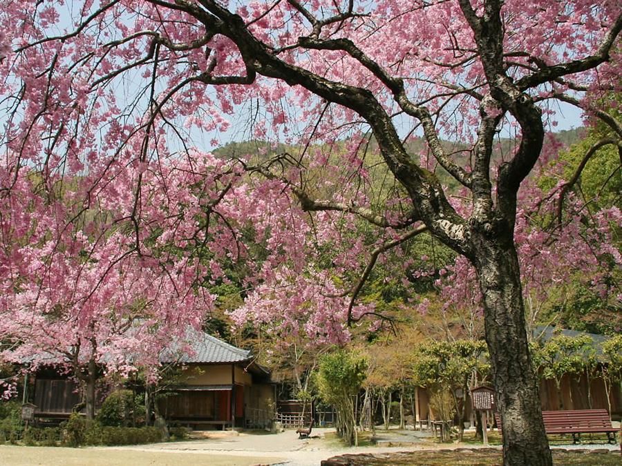 日本庭園