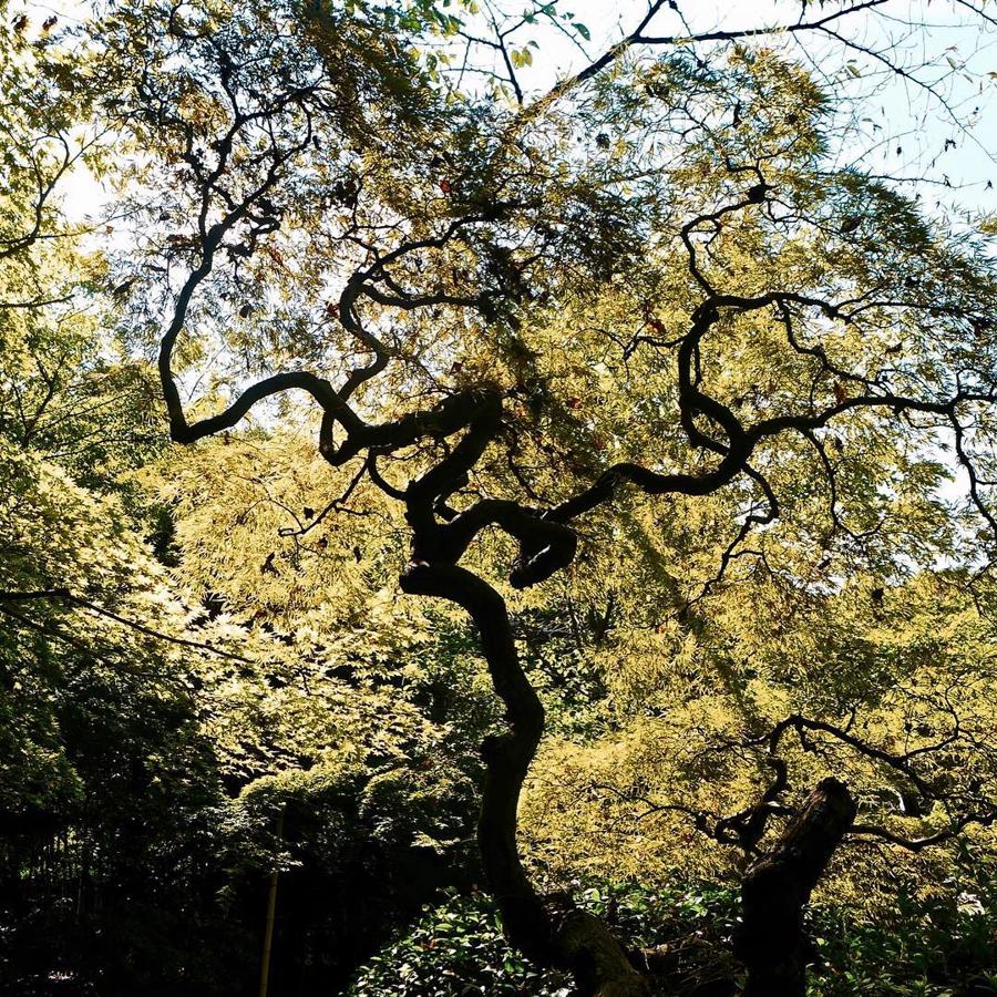 日本庭園