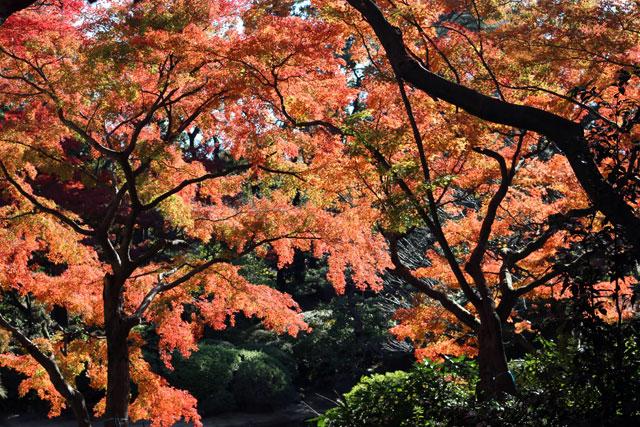 日本庭園