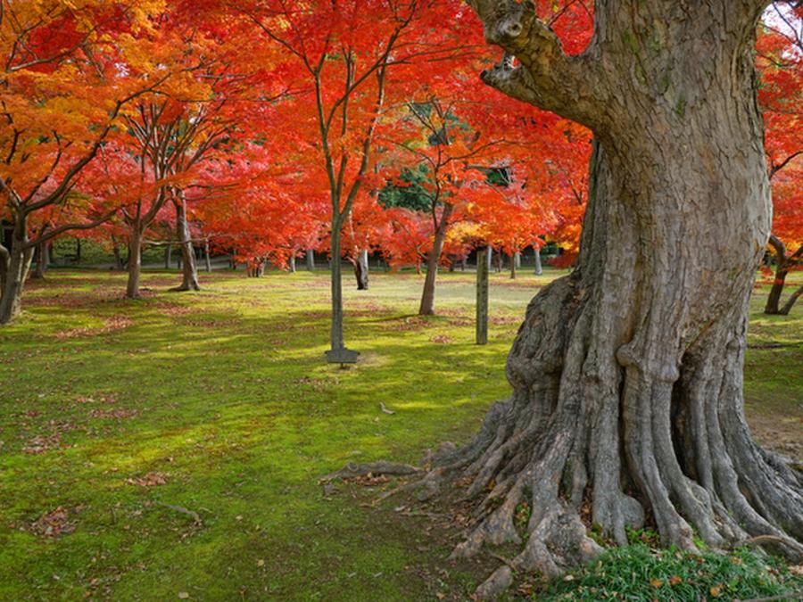 日本庭園