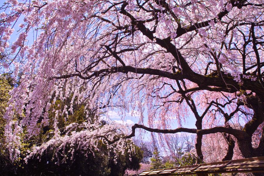 日本庭園