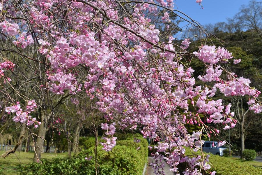 日本庭園