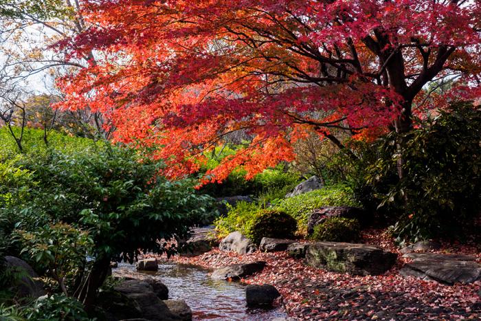日本庭園