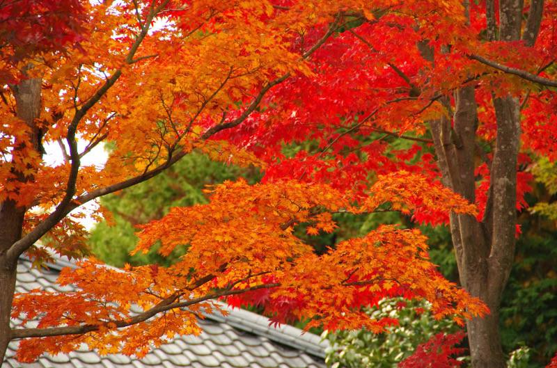 日本庭園