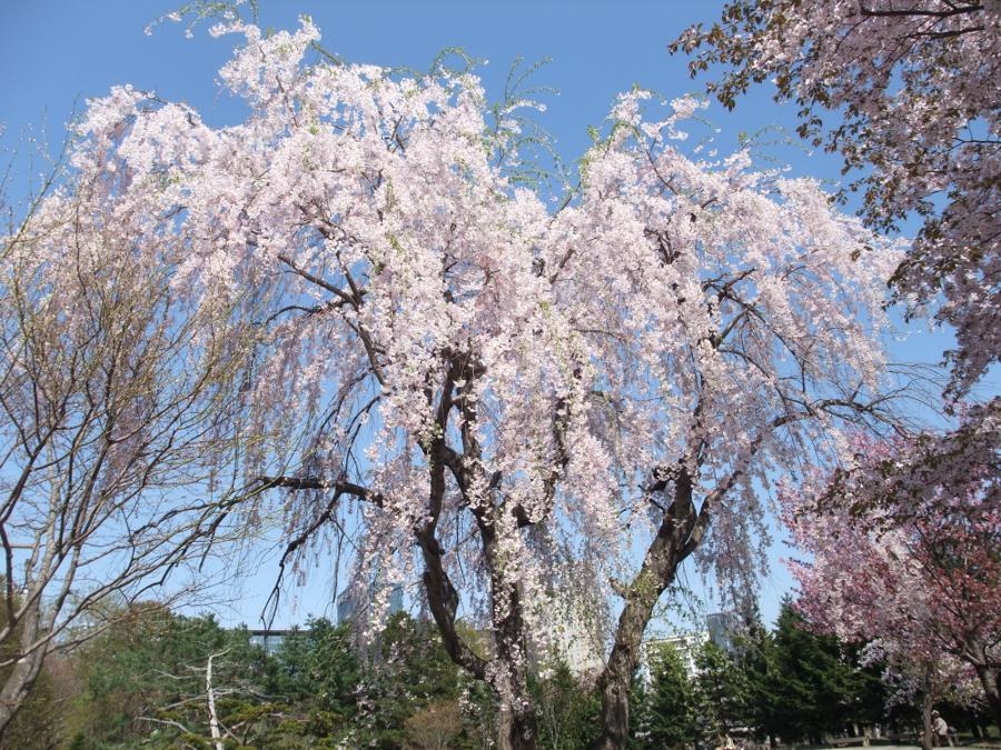 日本庭園